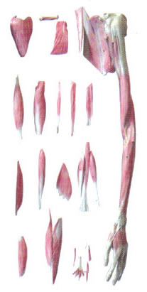 上肢層次解剖模型