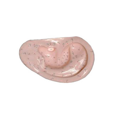 耳針灸模型1:1(自然大)