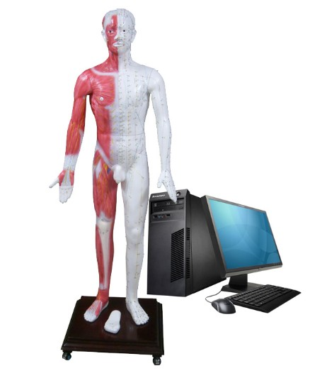 多媒體人體針灸穴位發(fā)光模型  人體針灸發(fā)光模型